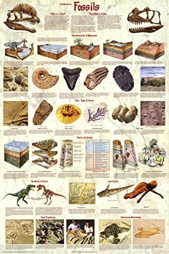 Laminált Bevezetés a Fosszíliák Paleontológia Oktatási, Tudományos Táblázat Poszter Laminált Poszter 24 x 36in